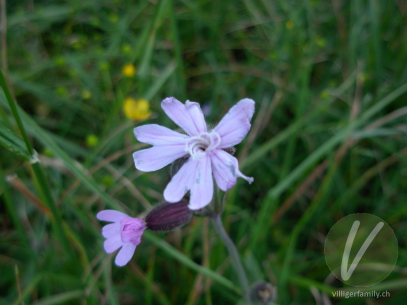 Rote Waldnelke: Blüten