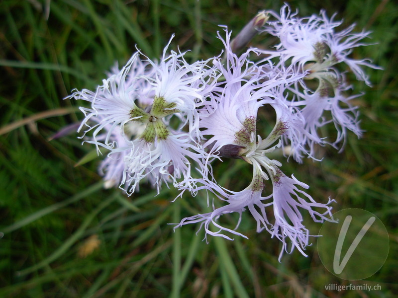 Pracht-Nelke: Blüten