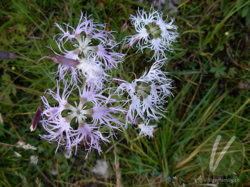 Pracht-Nelke: Blüten