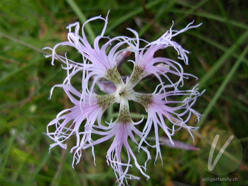 Pracht-Nelke: Blüten