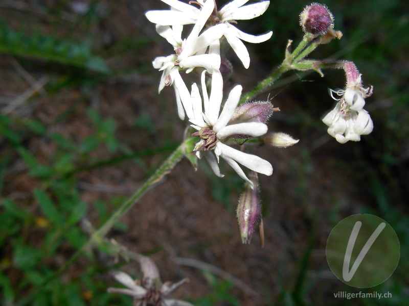 Gewöhnliches Nickendes Leimkraut: Blüten