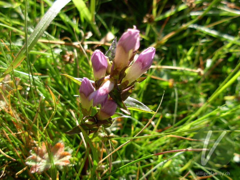 Feld-Enzian: Blüten, Gesamtbild