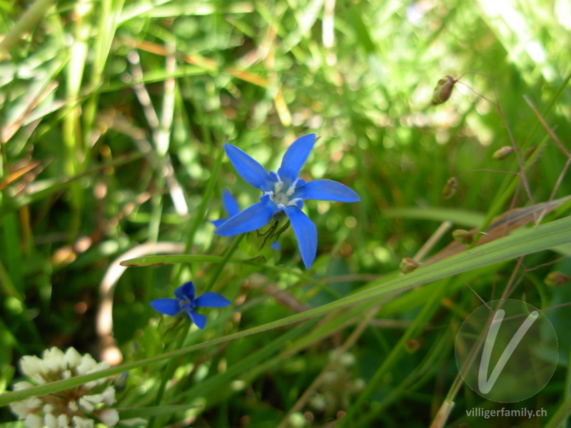 Schnee-Enzian: Blüten