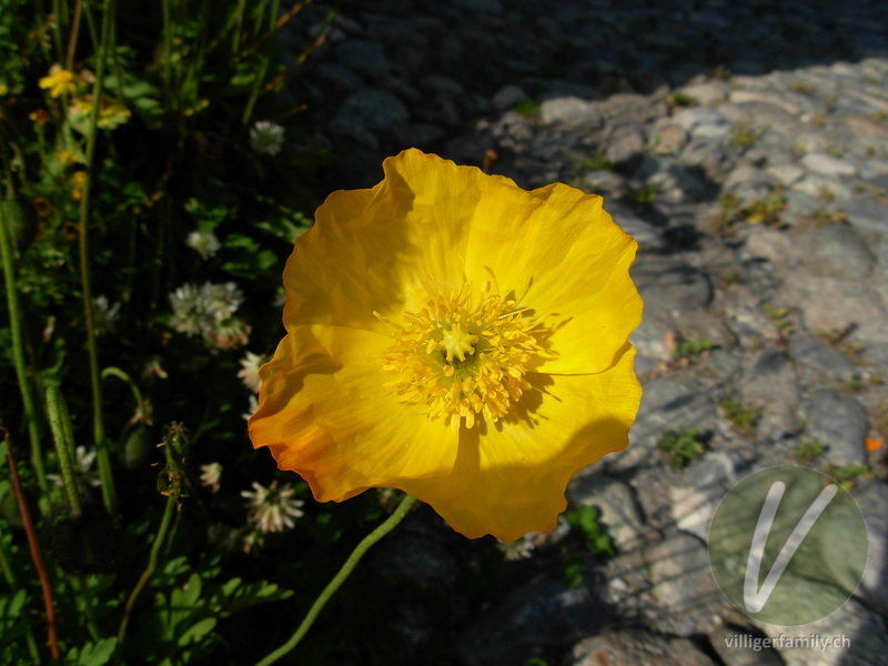 Altaischer Mohn: Blüten, Früchte