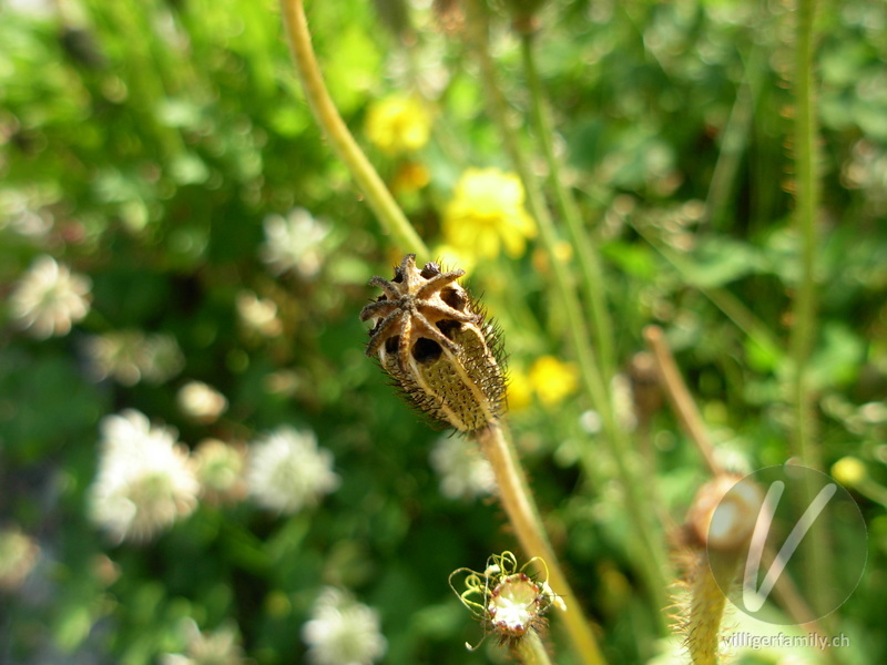 Altaischer Mohn: Früchte