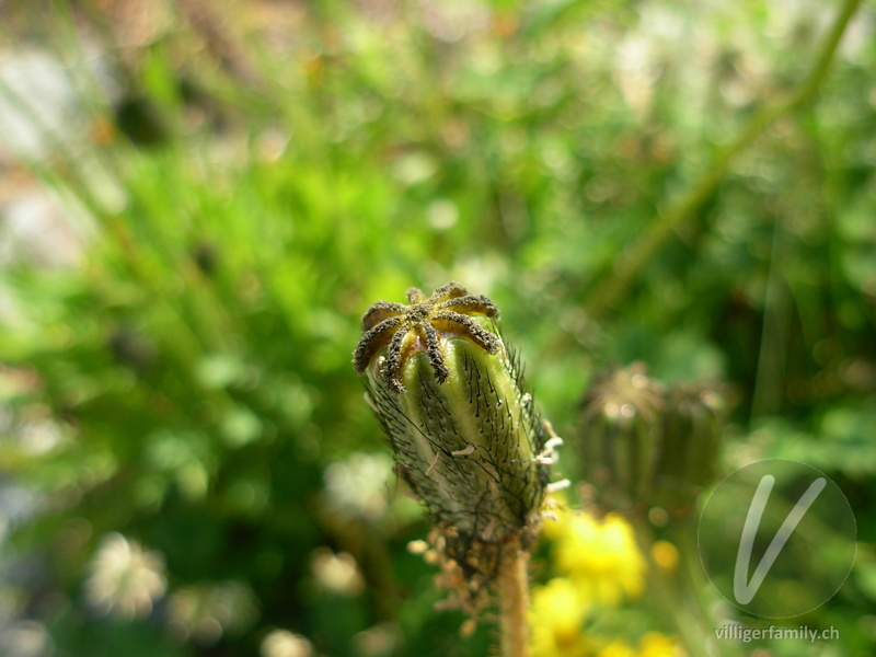 Altaischer Mohn: Früchte