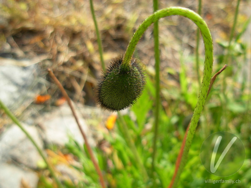 Altaischer Mohn: Blüten