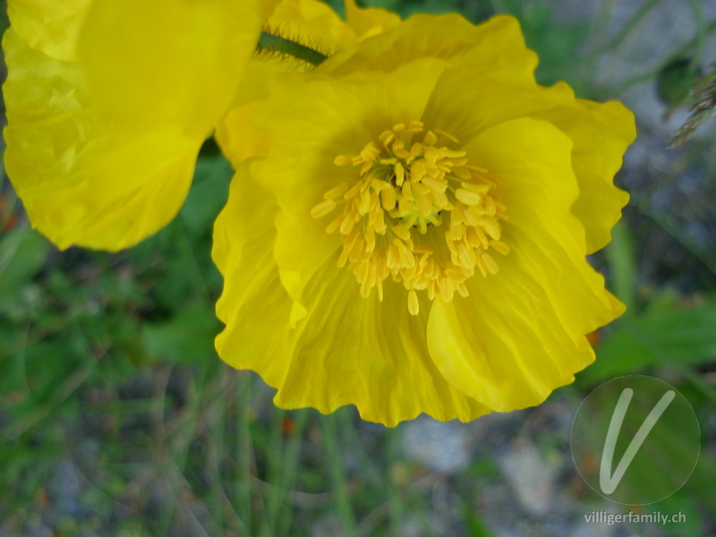 Altaischer Mohn: Blüten