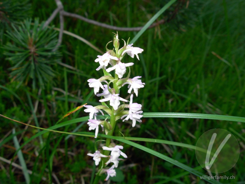 Weisses Breitkölbchen: Blüten