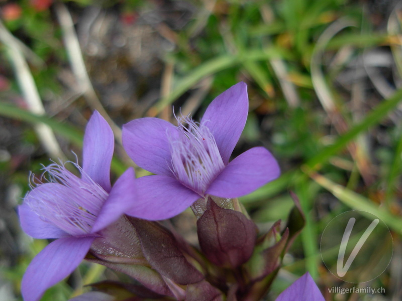 Feld-Enzian: Blüten