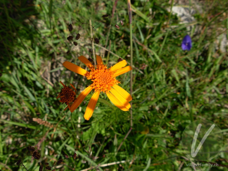 Eberreisblättriges Greiskraut: Blüten