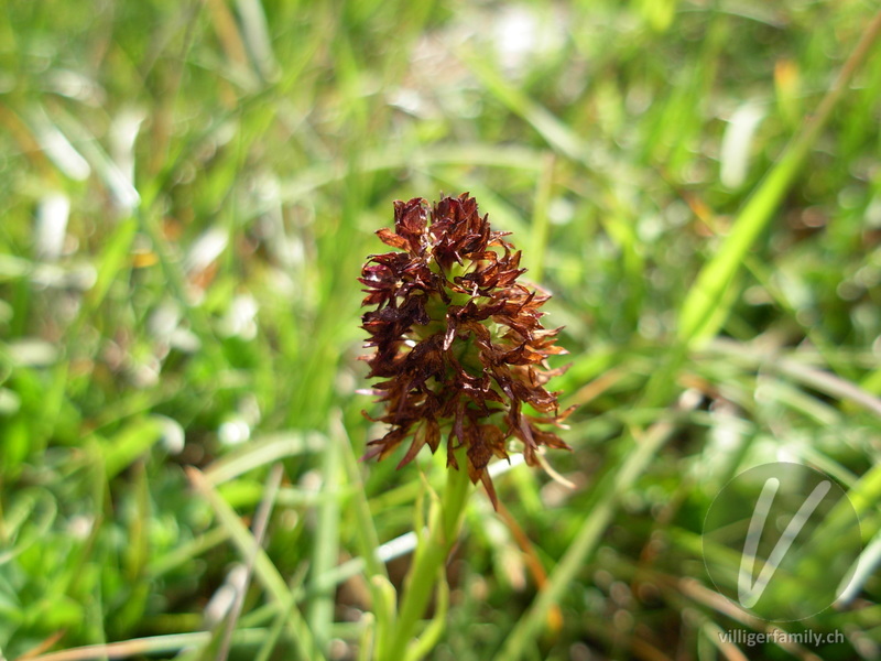 Schwarzes Männertreu: Blüten, Früchte