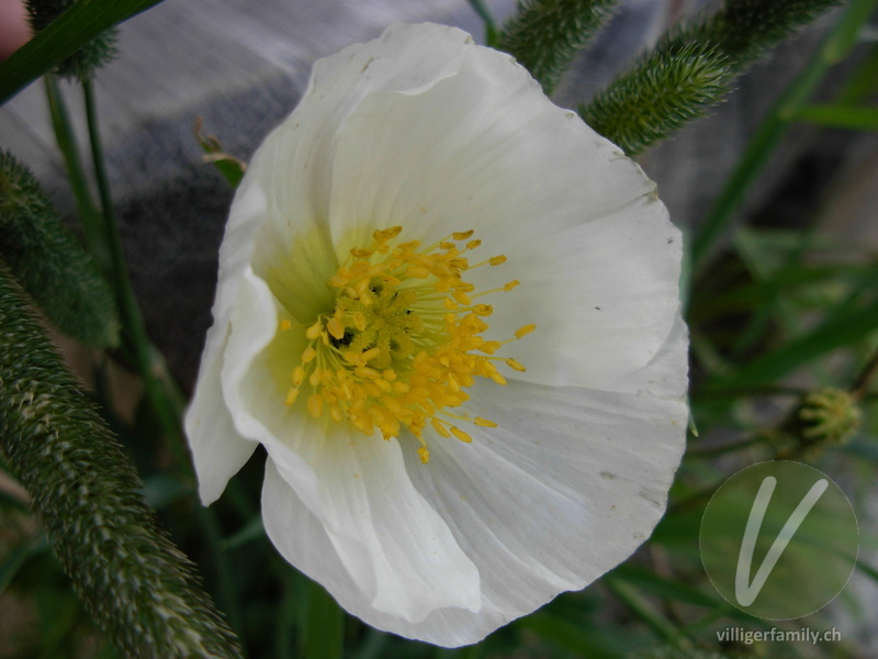 Altaischer Mohn: Blüten