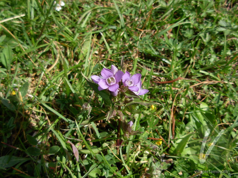 Feld-Enzian: Blüten, Gesamtbild