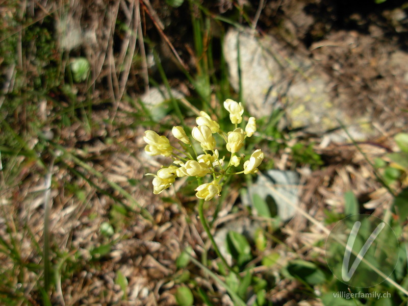 Acker-Senf: Blüten