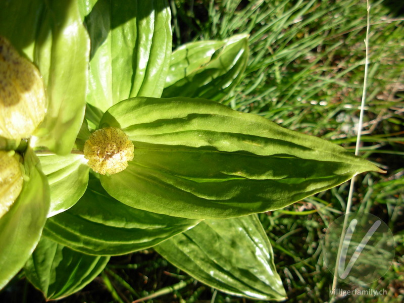 Getüpfelter Enzian: Blüten, Blätter