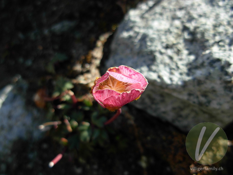 Gletscher-Hahnenfuss: Blüten