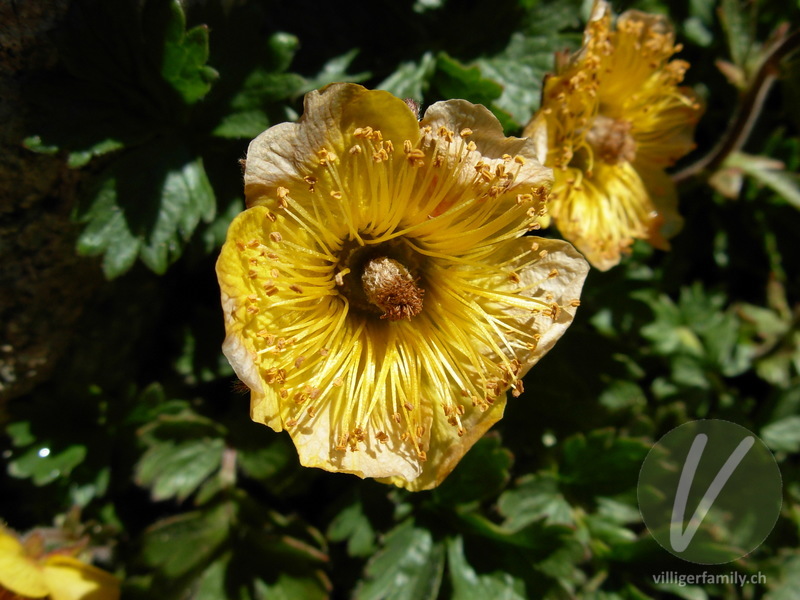 Kriechende Nelkenwurz: Blüten