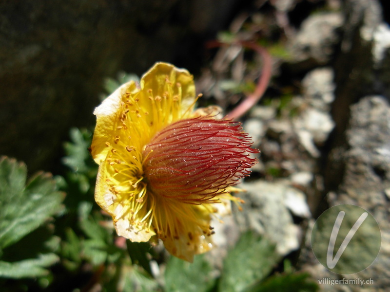 Kriechende Nelkenwurz: Blüten, Früchte