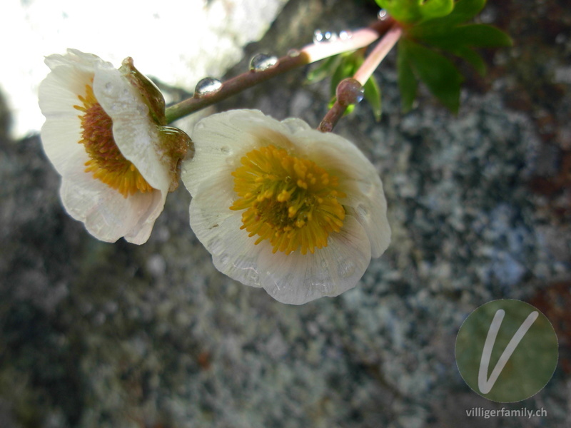 Alpen-Hahnenfuss: Blüten