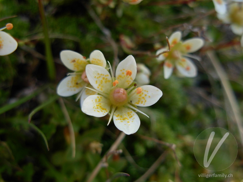 Moosartiger Steinbrech: Blüten