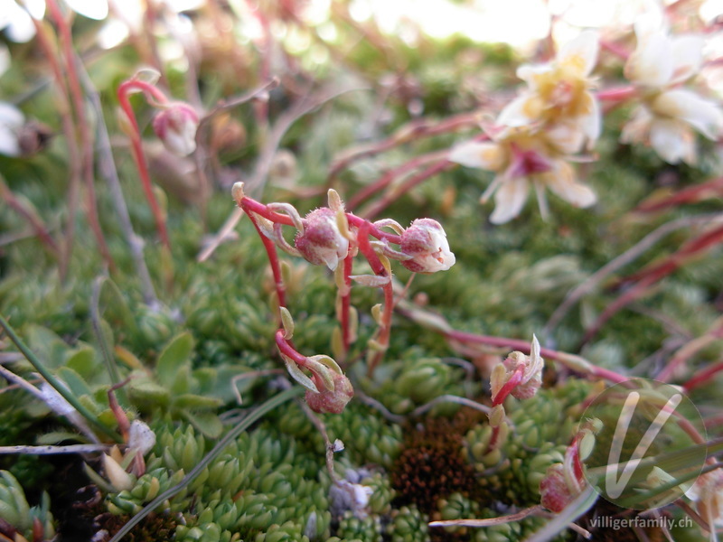 Moosartiger Steinbrech: Blüten