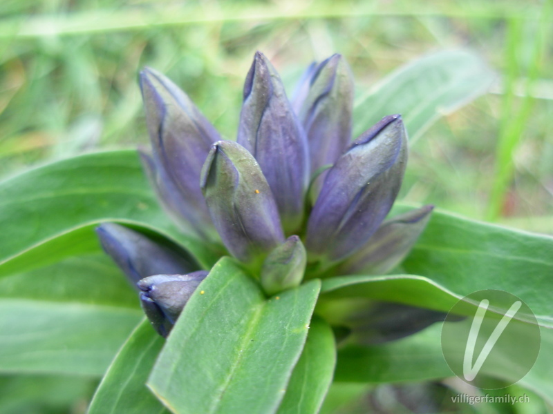 Kreuzblättriger Enzian: Blüten