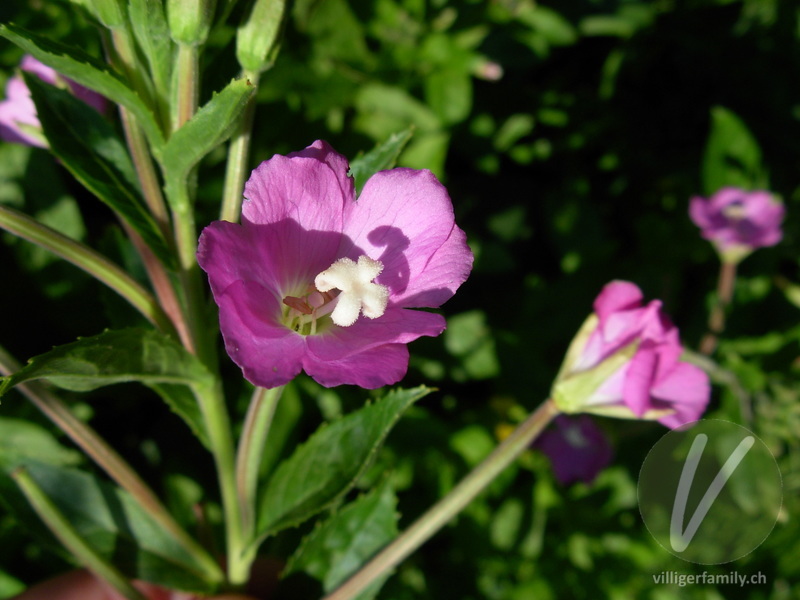 Zottiges Weidenröschen: Blüten