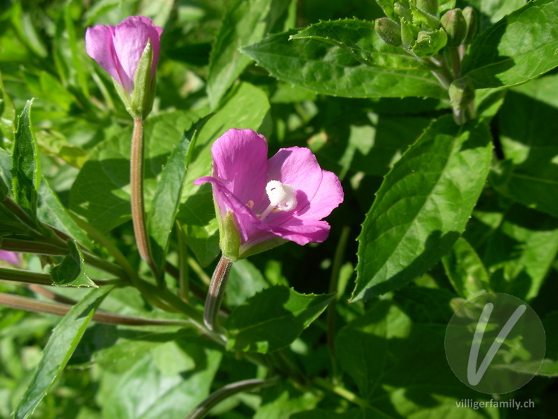 Zottiges Weidenröschen: Blüten