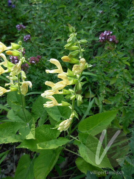 Klebrige Salbei: Blüten, Gesamtbild