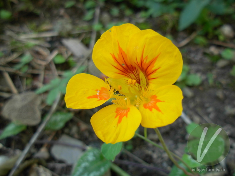 Grosse Kapuzinerkresse: Blüten