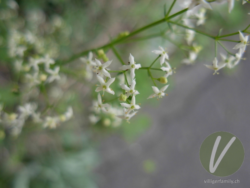 Weisses Wiesen-Labkraut: Blüten