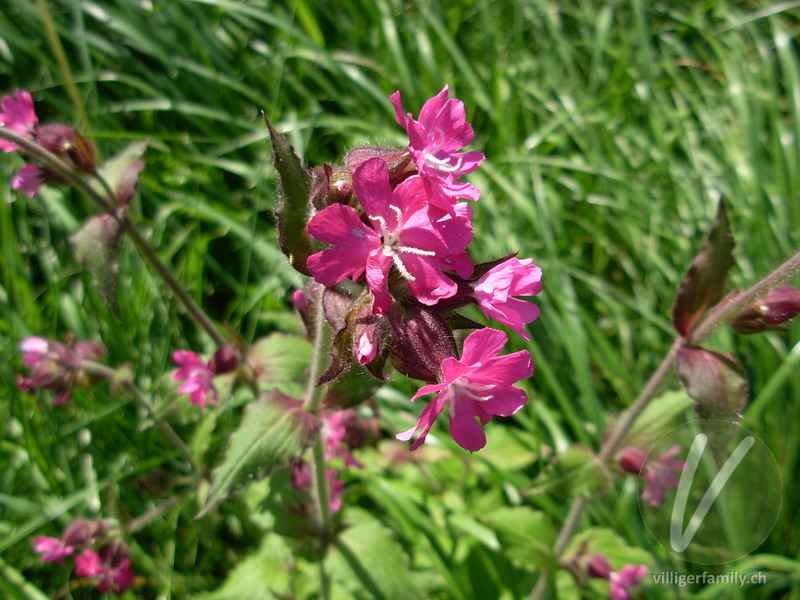 Rote Waldnelke: Blüten