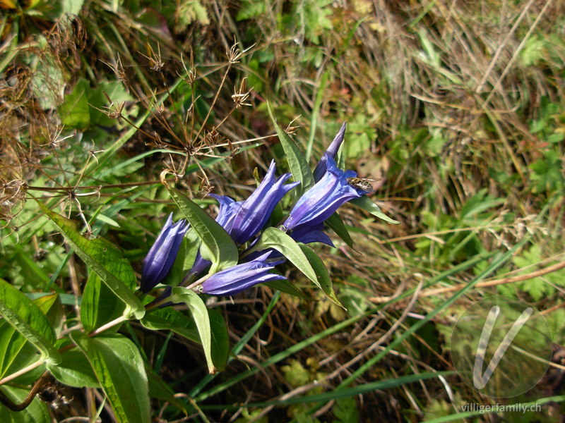 Schwalbenwurz-Enzian: Blüten