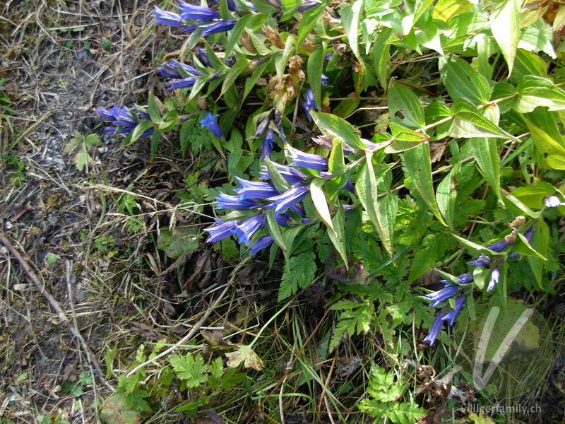 Schwalbenwurz-Enzian: Blüten, Gesamtbild