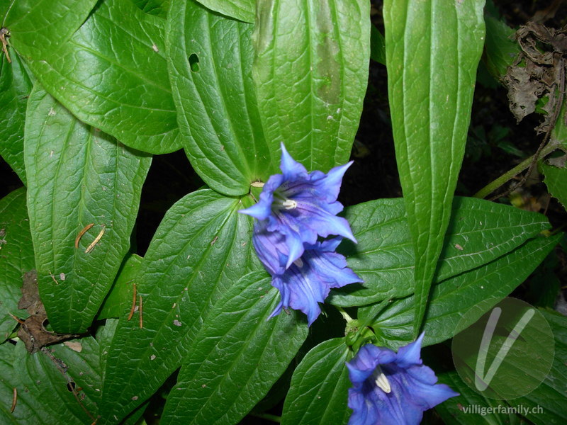 Schwalbenwurz-Enzian: Blüten