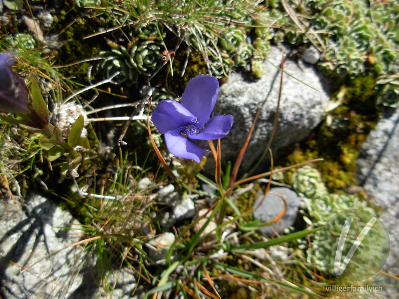 Gefranster Enzian: Blüten