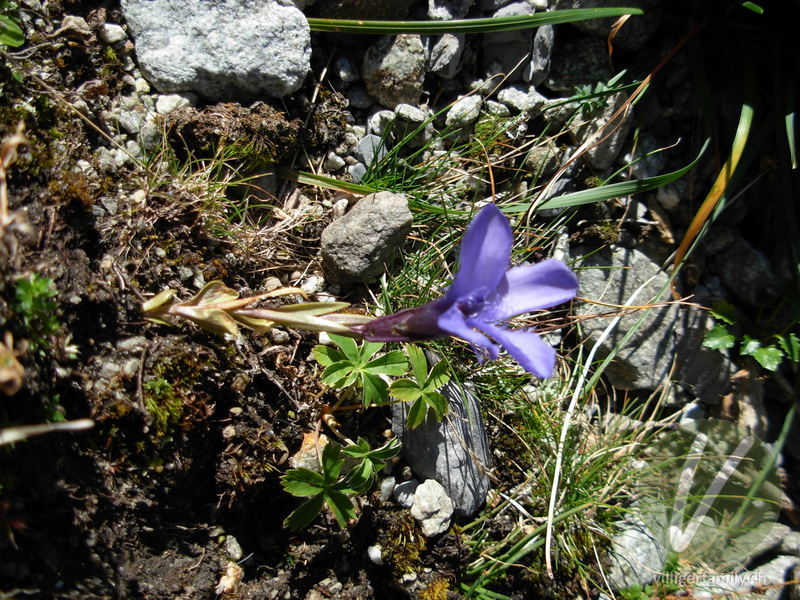 Gefranster Enzian: Blüten, Gesamtbild