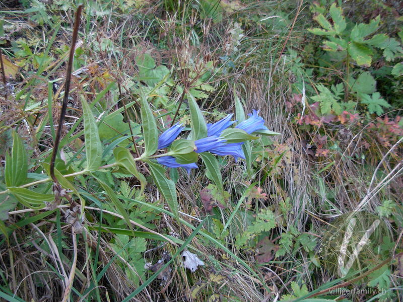 Schwalbenwurz-Enzian: Blüten, Gesamtbild