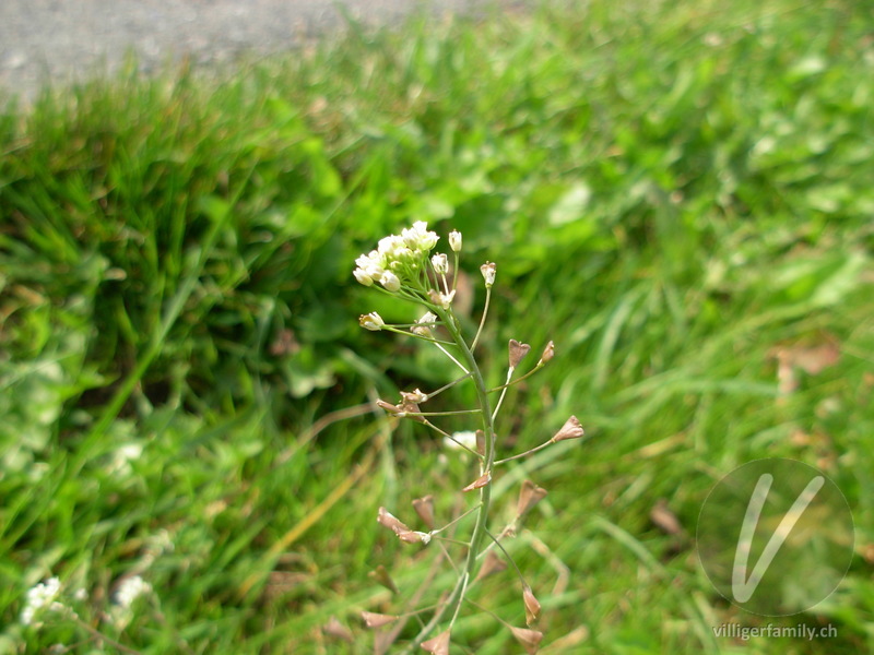 Gemeines Hirtentäschel: Blüten