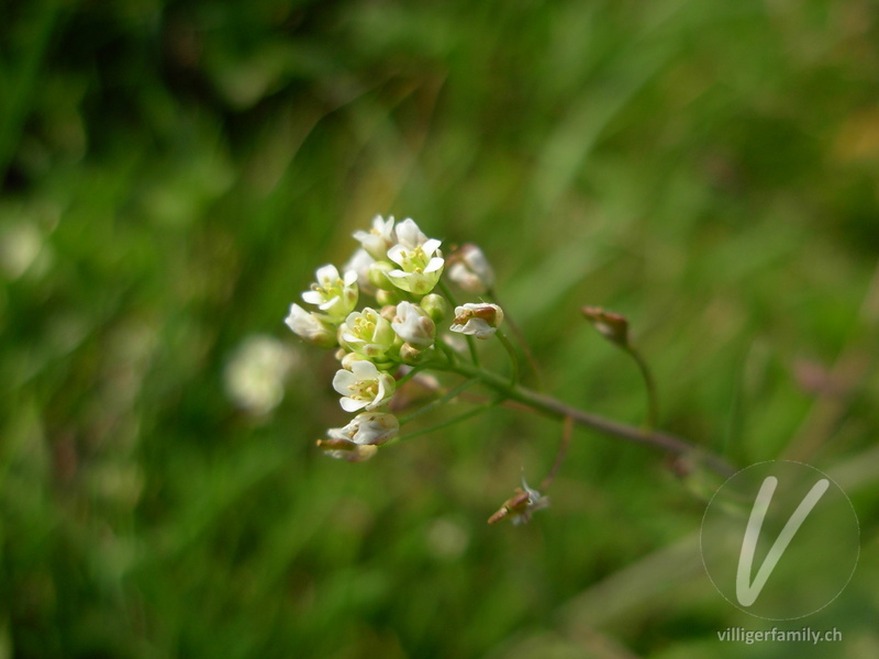 Gemeines Hirtentäschel: Blüten