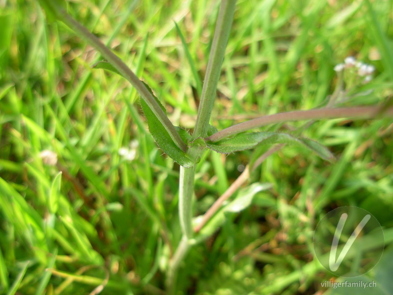 Gemeines Hirtentäschel: Stengel