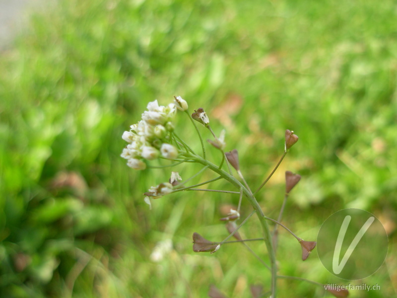 Gemeines Hirtentäschel: Blüten