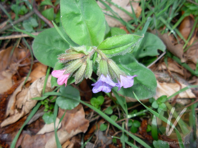 Dunkelgrünes Lungenkraut: Blüten