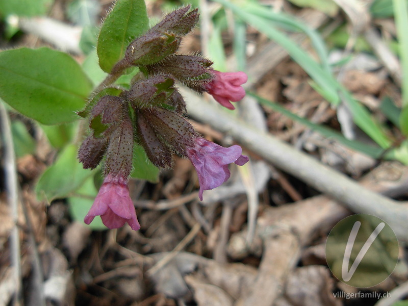 Dunkelgrünes Lungenkraut: Blüten