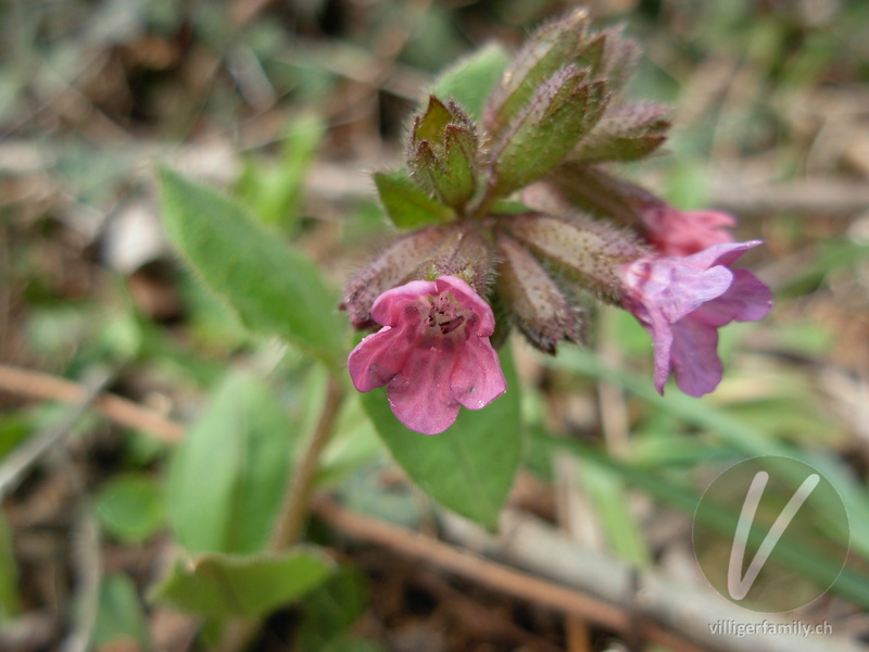 Dunkelgrünes Lungenkraut: Blüten