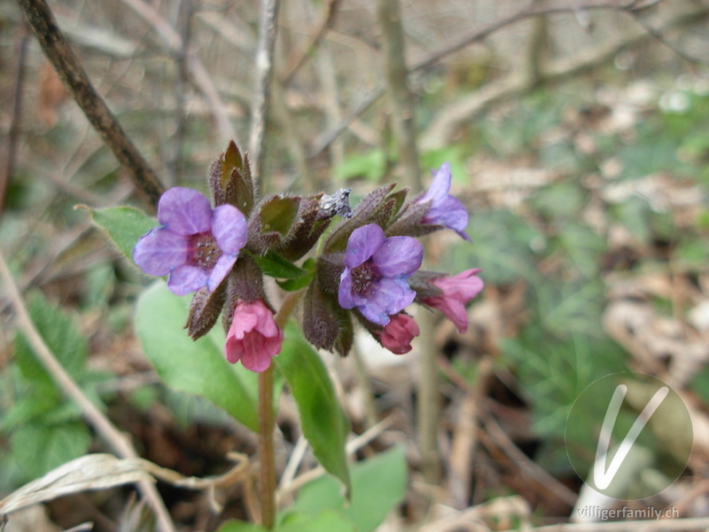 Dunkelgrünes Lungenkraut: Blüten