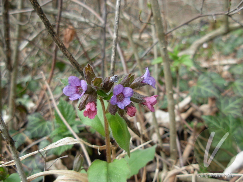 Dunkelgrünes Lungenkraut: Blüten