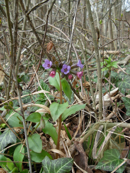 Dunkelgrünes Lungenkraut: Blüten, Gesamtbild