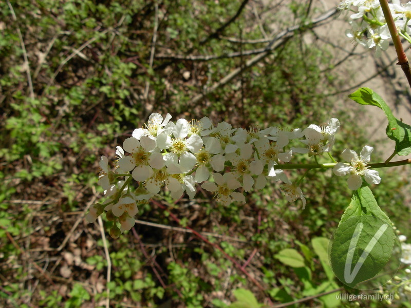 Gewöhnliche Traubenkirsche: Blüten